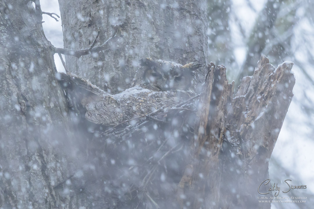 Great Horned Owl on Its Nest During a Spring Snowstorm at Huntley Meadows
