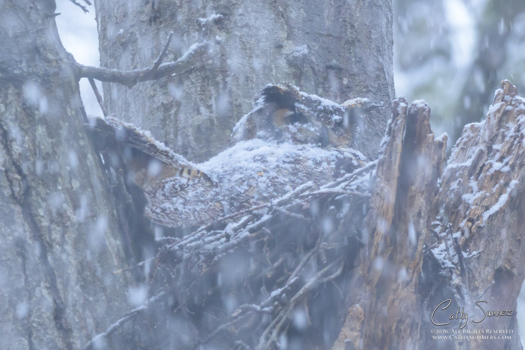Great Horned Owl on Its Nest During a Spring Snowstorm at Huntley Meadows