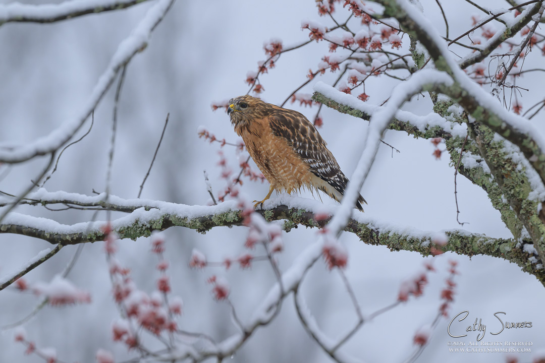 Red Shouldered Hawk on a Snowy Spring Afternoon at Huntley Meadows