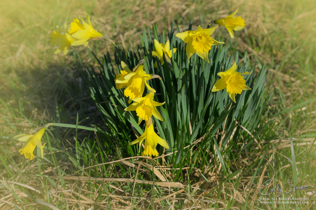 Daffodils
