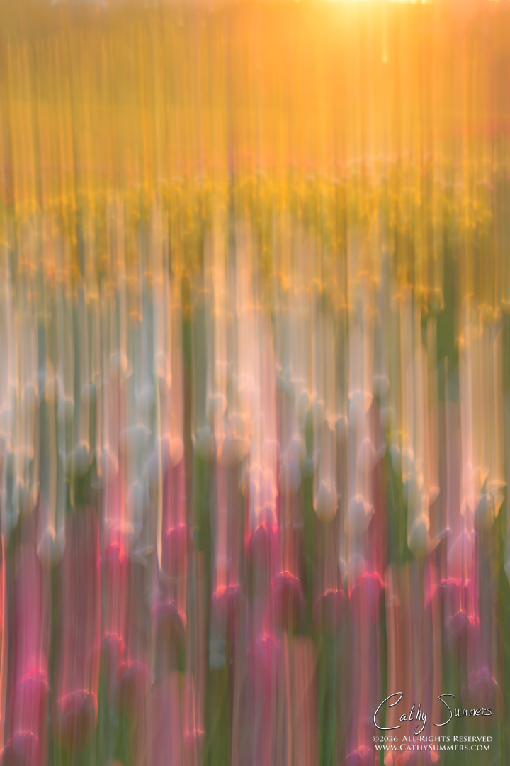 Tulips at Sunrise ICM / Handheld Tilt