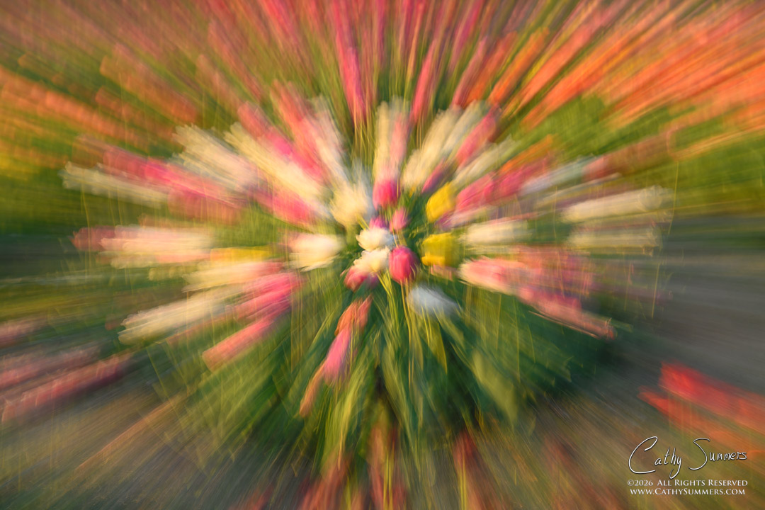 Spring Exploding - Tulips ICM at the Netherlads Carillon - Handheld Zoom
