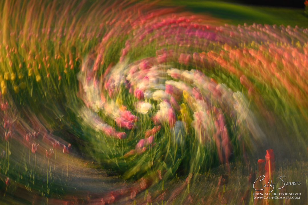 Tulip Swirl ICM