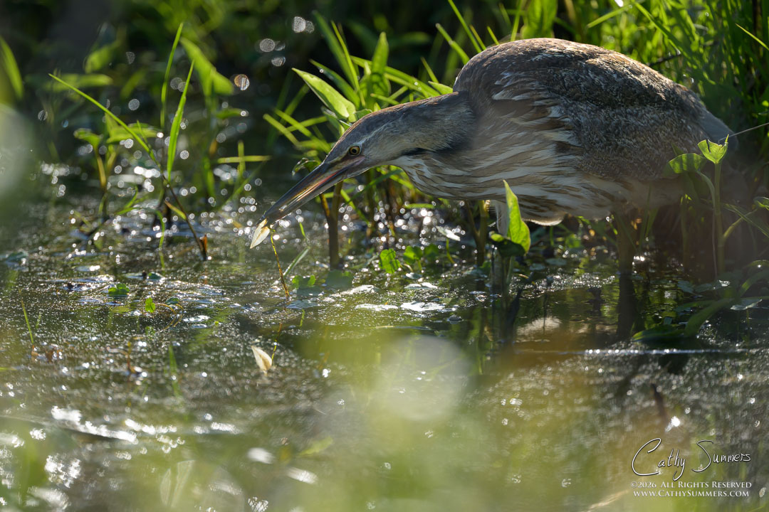 American Bittern Snags Breakfast at Huntley Meadows