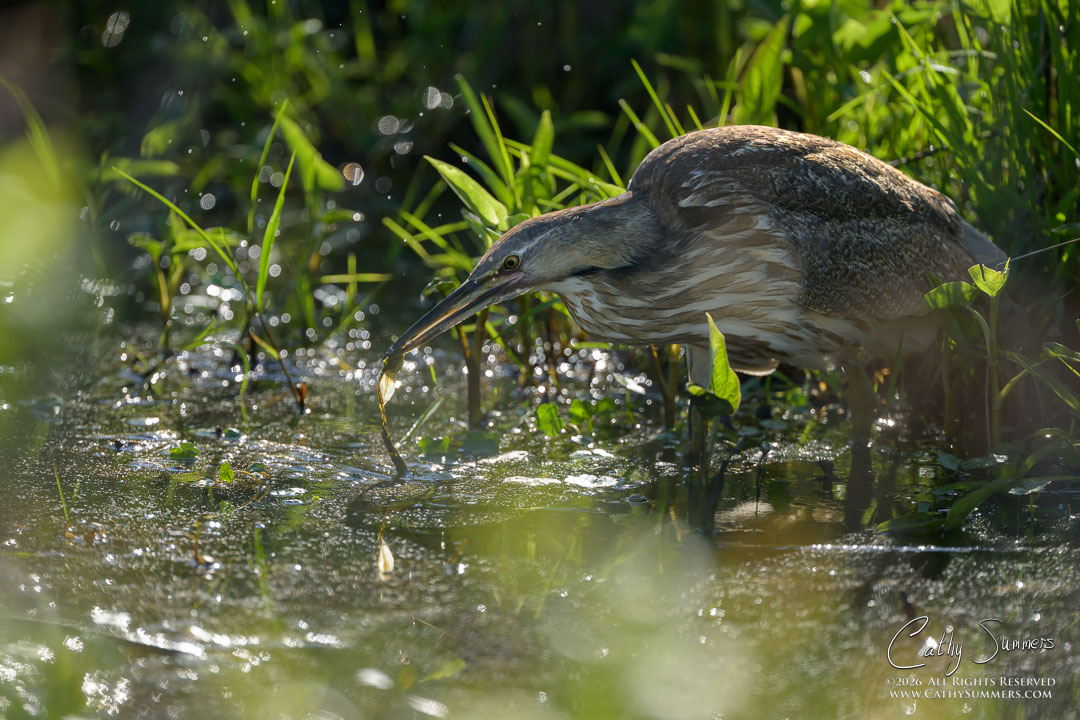 American Bittern Snags Breakfast at Huntley Meadows