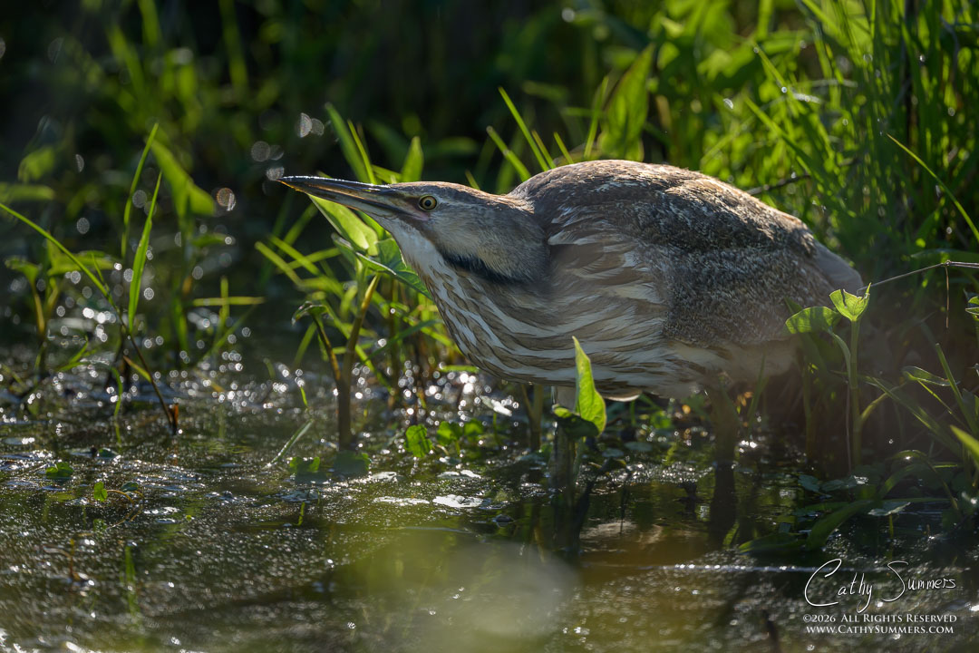 American Bittern  at Huntley Meadows