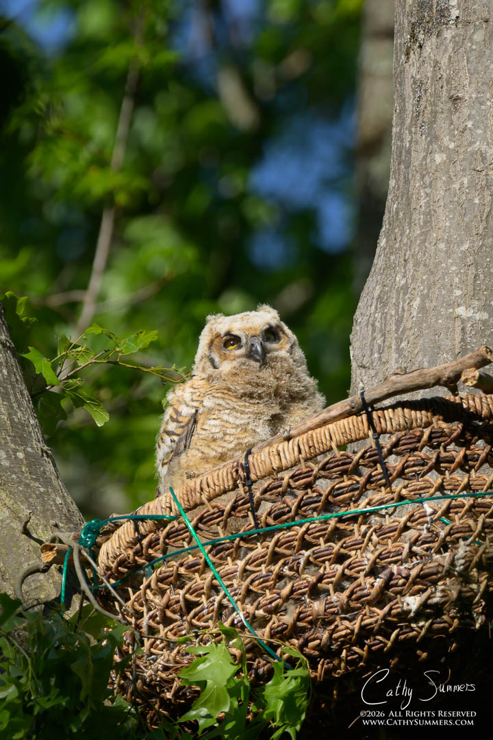 Great Horned Owl Owlet in the Morning Sun