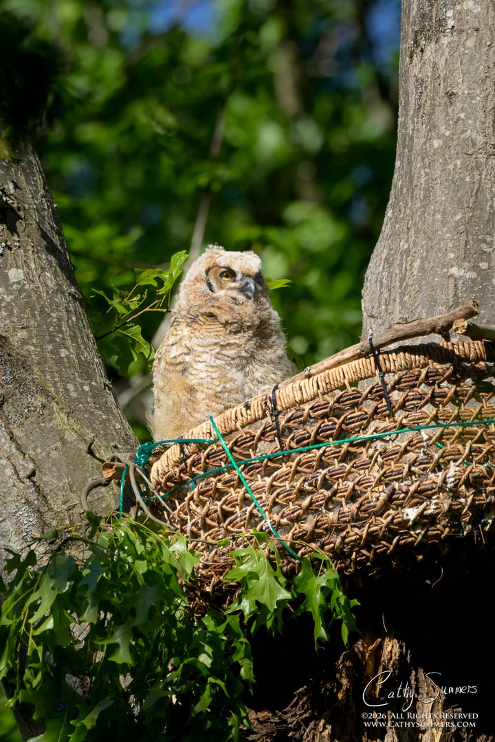 Great Horned Owl Owlet in the Morning Sun