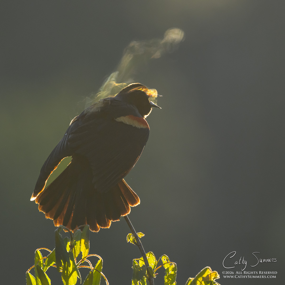 Red Winged Blackbird Sings a Colorful Song at Huntley Meadows