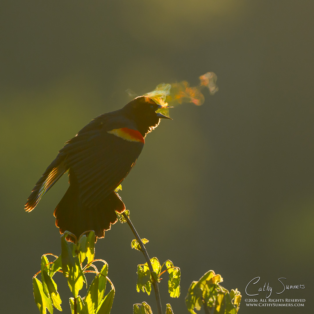 Red Winged Blackbird Sings a Colorful Song at Huntley Meadows