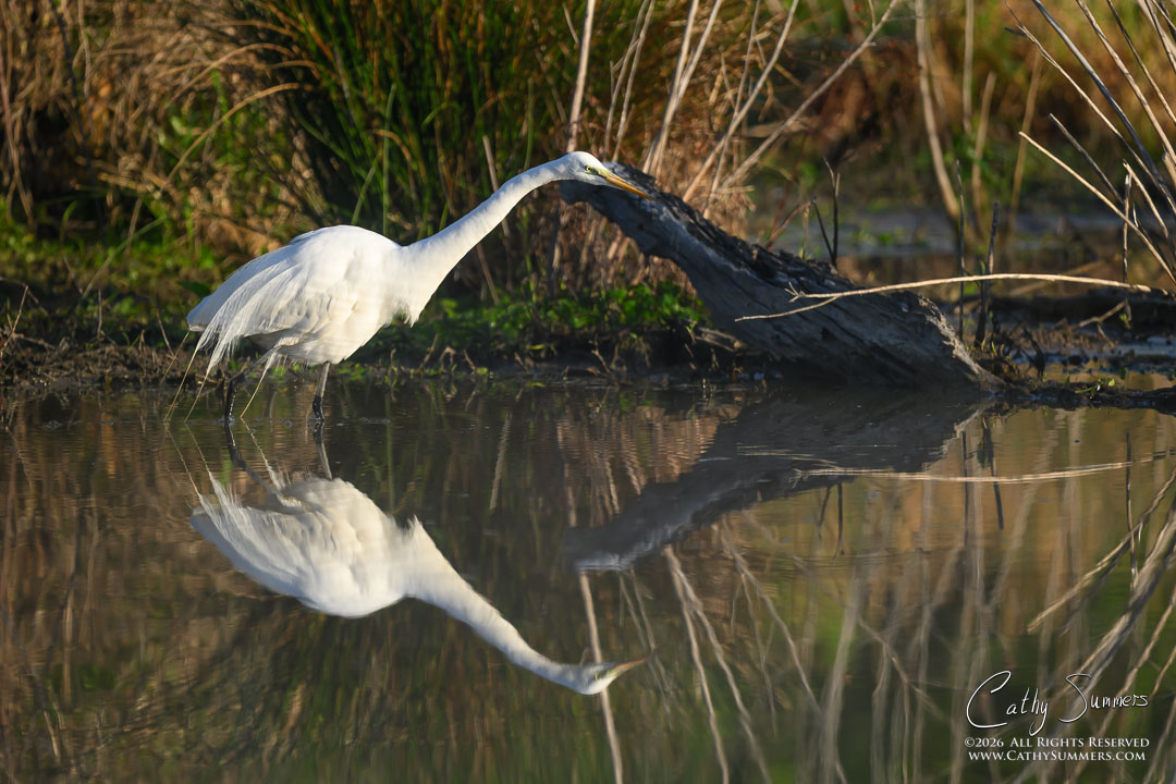 Egret and Reflection at Huntley Meadows