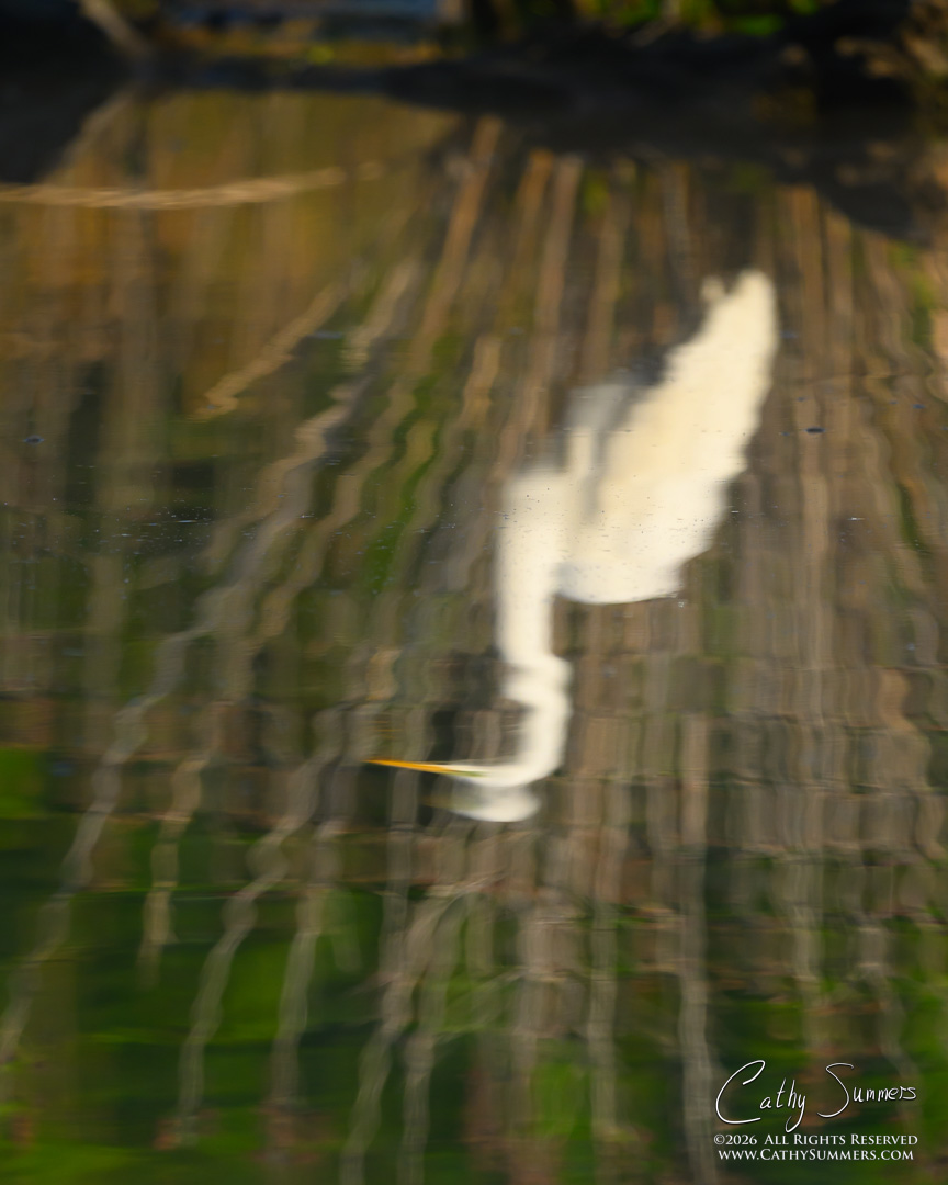 Egret Reflection at Huntley Meadows