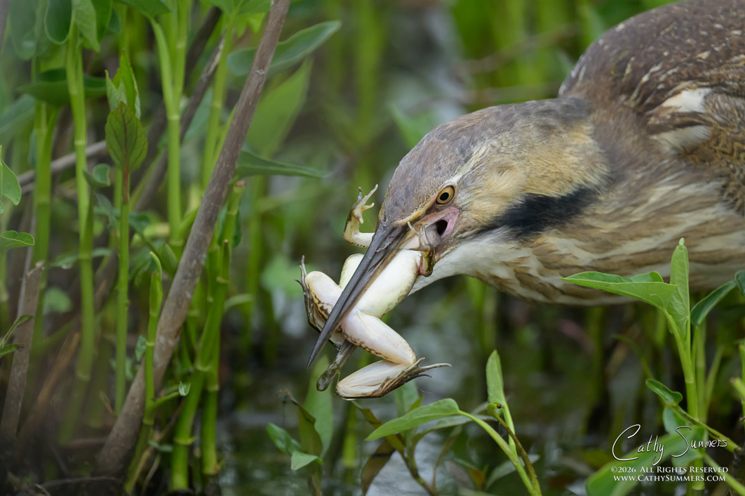 American Bittern Captures a Frog at Huntley Meadows