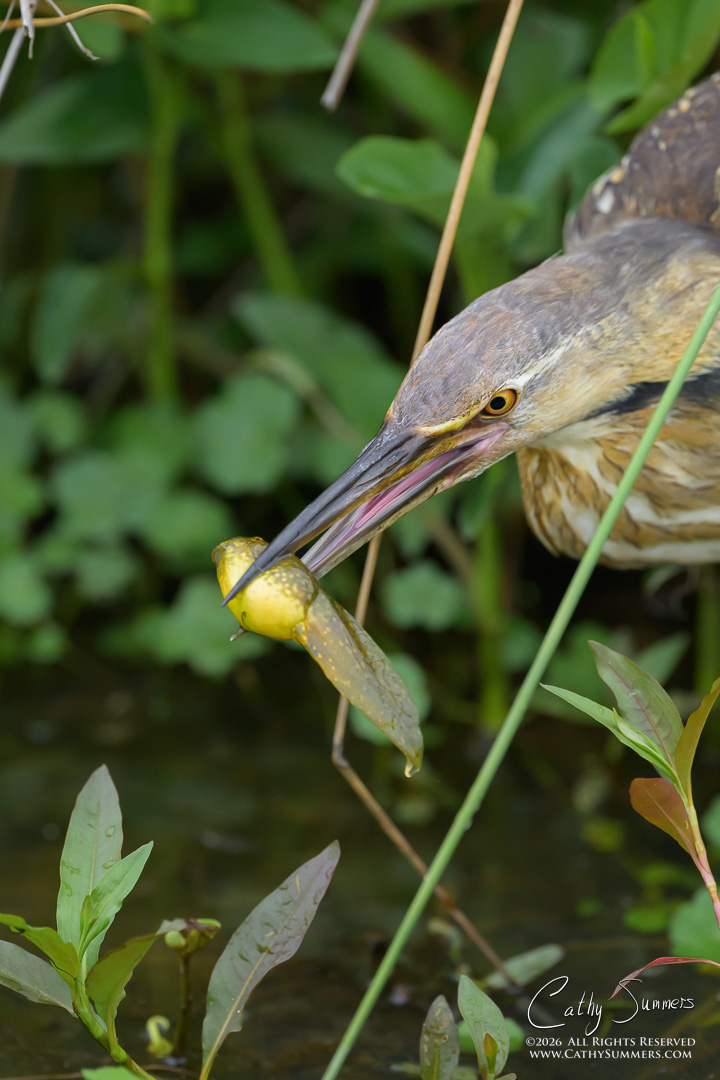 American Bittern and Tadpole at Huntley Meadows