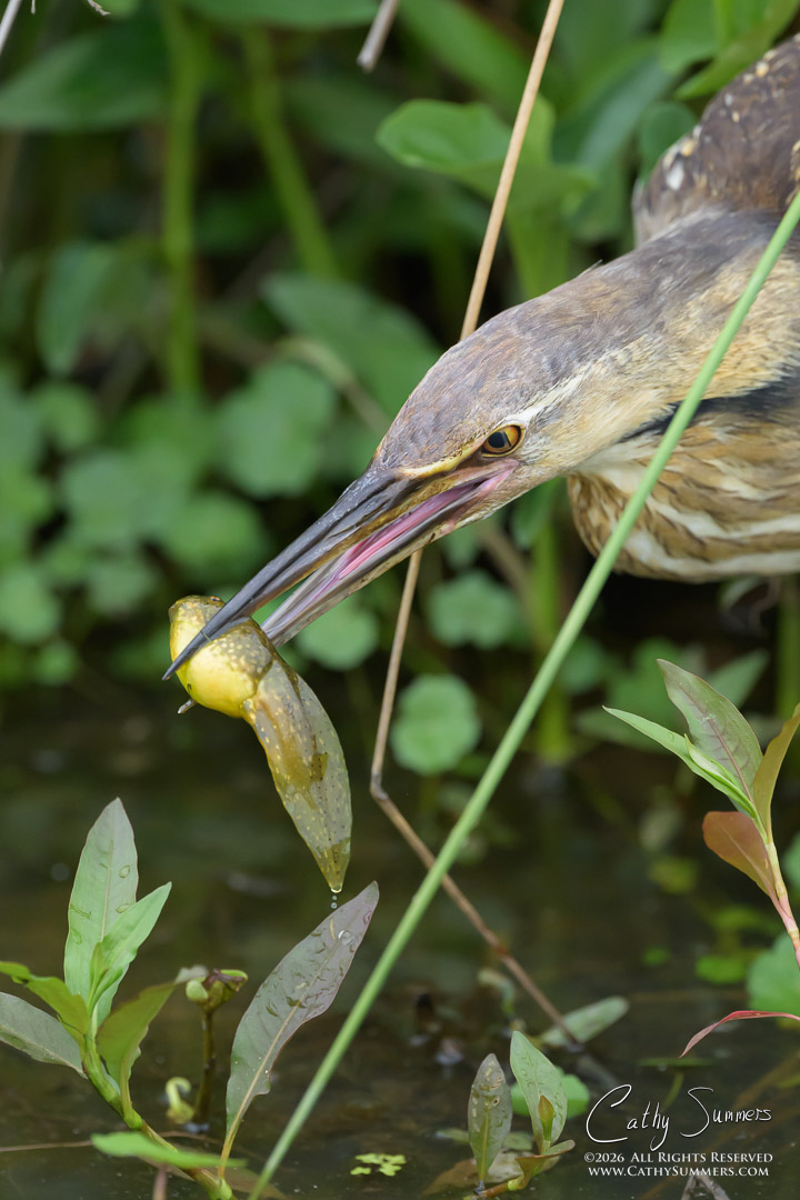 American Bittern and Tadpole at Huntley Meadows
