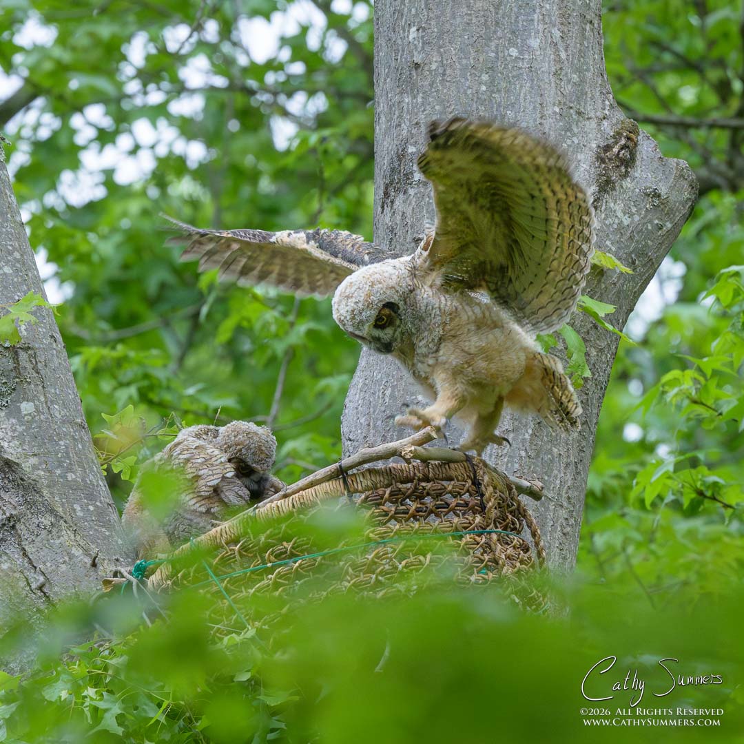 Great Horned Owl Owlets Testing Its Limits