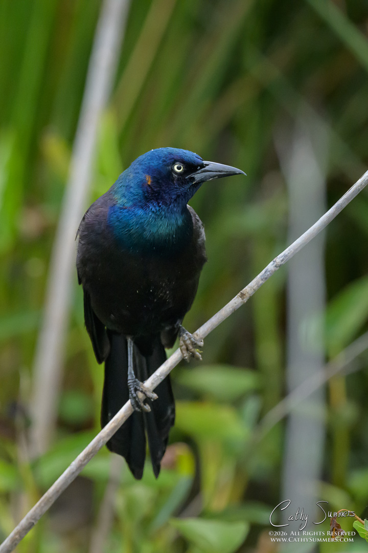 Grackle at Huntley Meadows