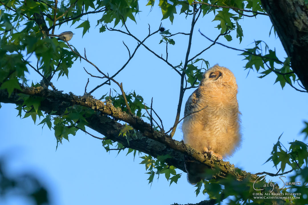 Great Horned Owlet and a Neighbor