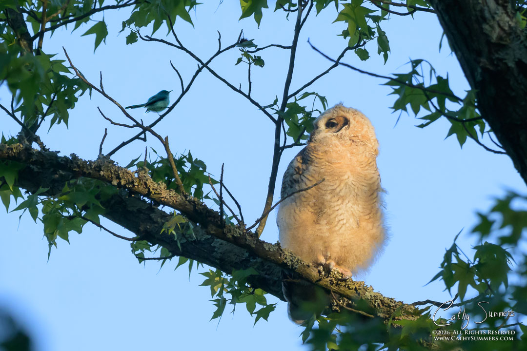Great Horned Owlet and a Neighbor