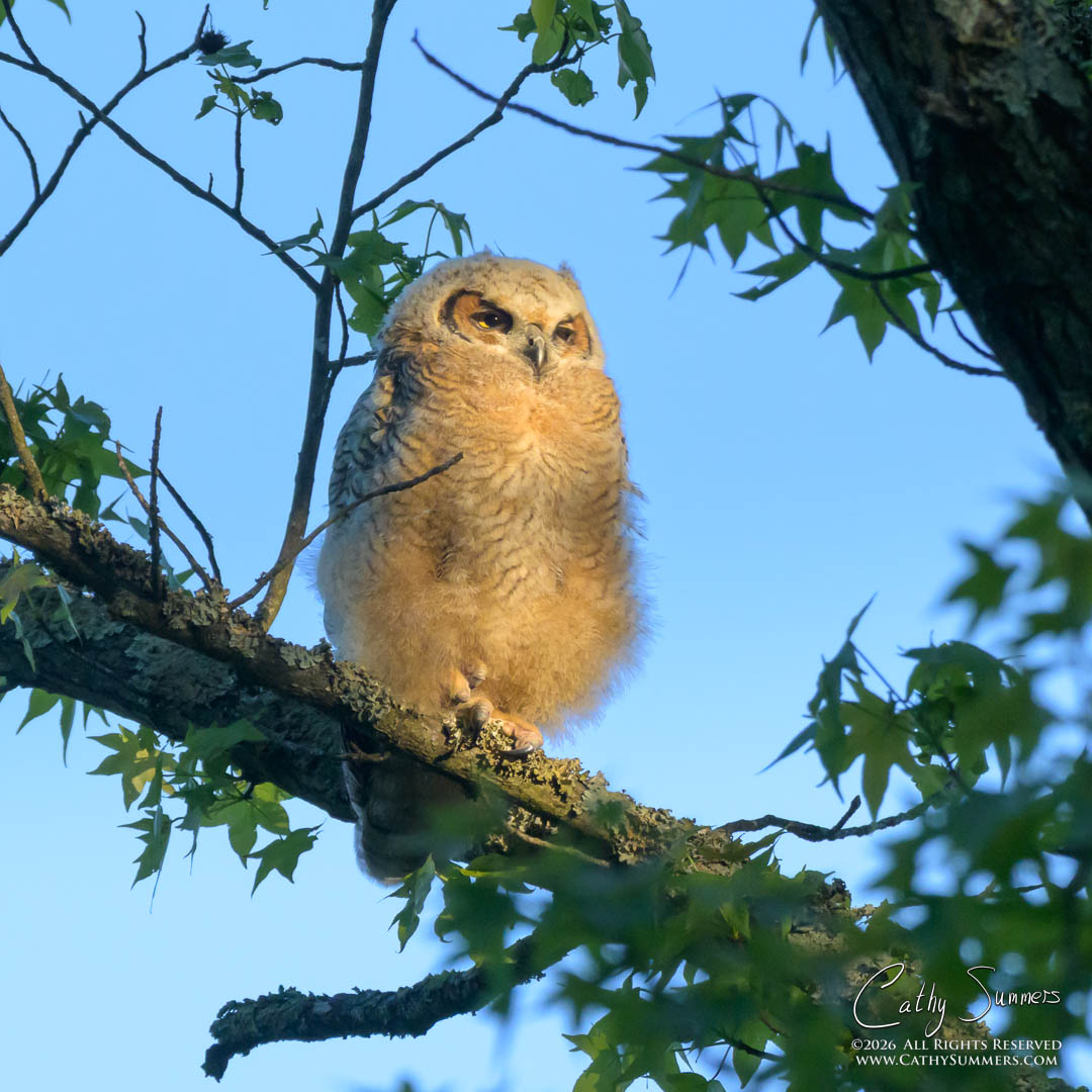 Great Horned Owlet in the Morning Sunlight