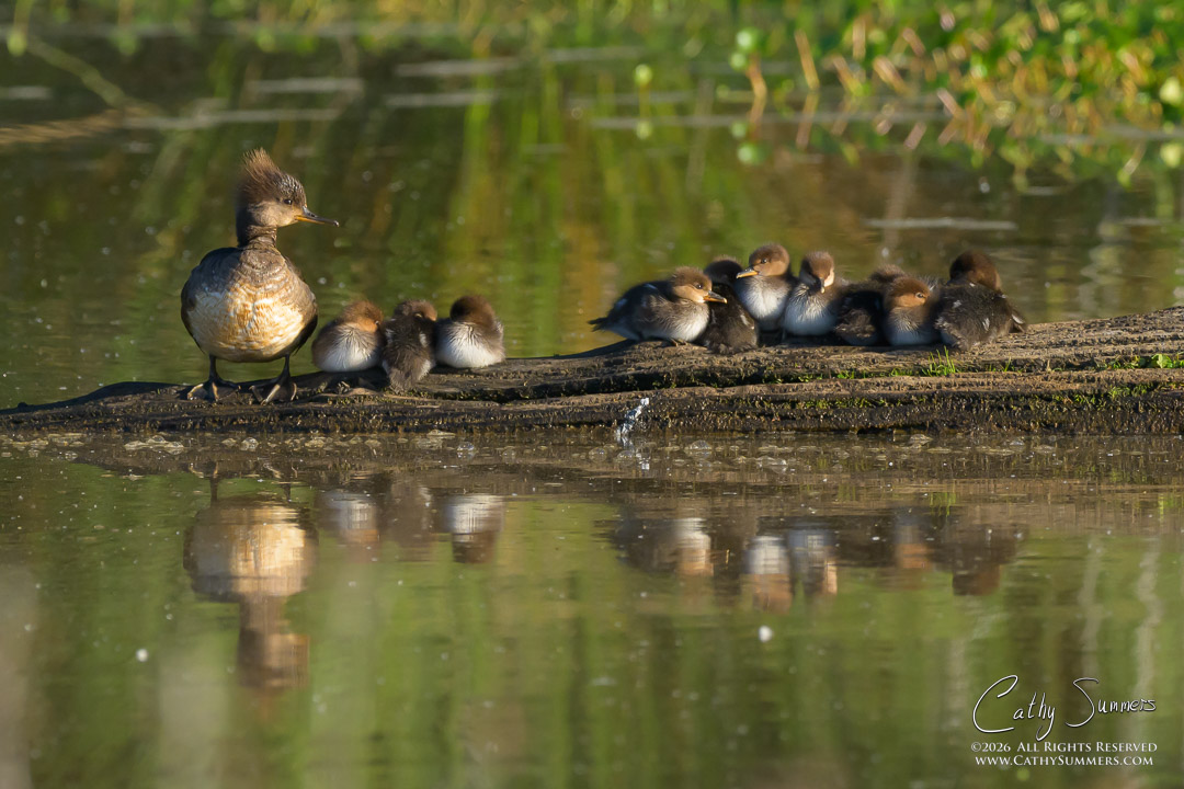 Hooded Merganser Hen and Ducklings on a Log at Huntley Meadows