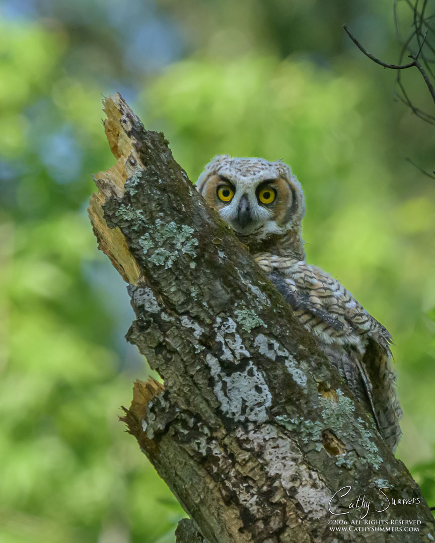 Peekaboo - Great Horned Owl Owlet at Huntley Meadows