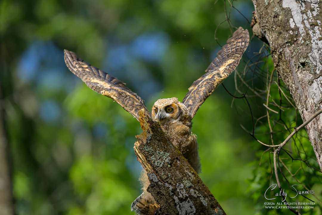 Branching Great Horned Owl Owlet at Huntley Meadows