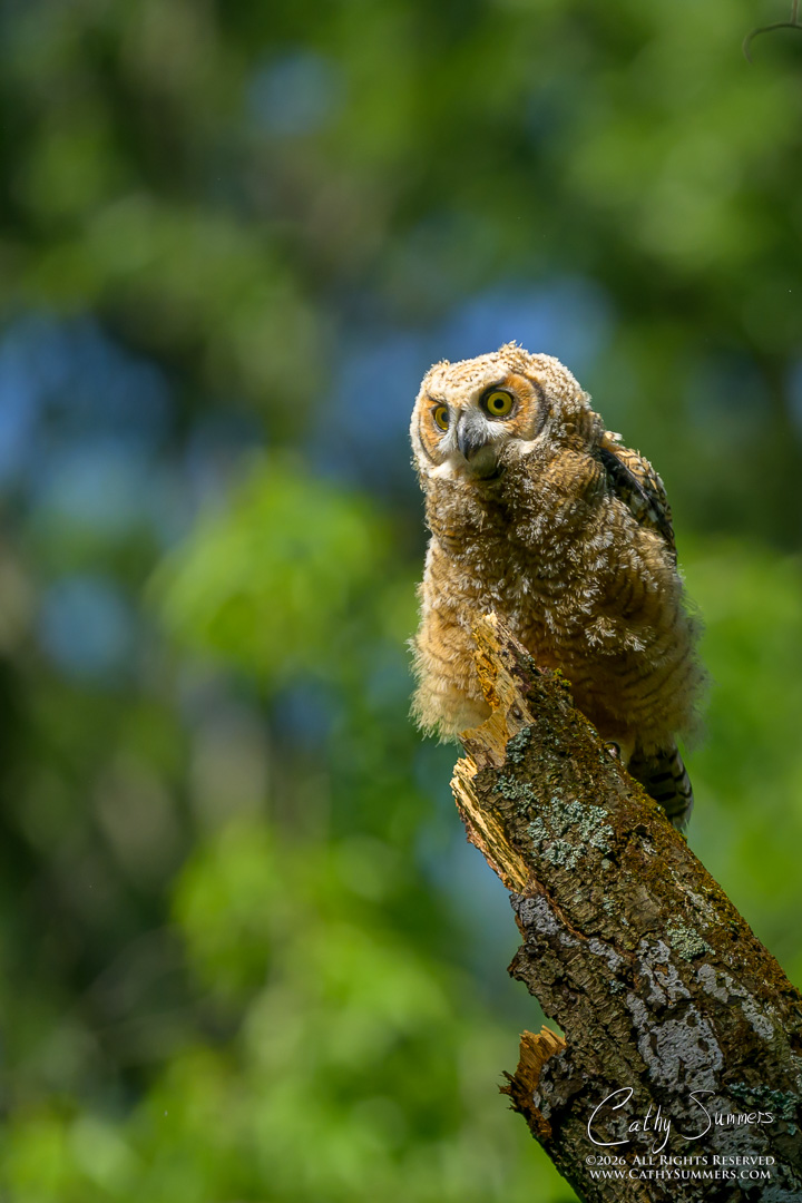 Great Horned Owl Owlet on a Sunny Perch at Huntley Meadows