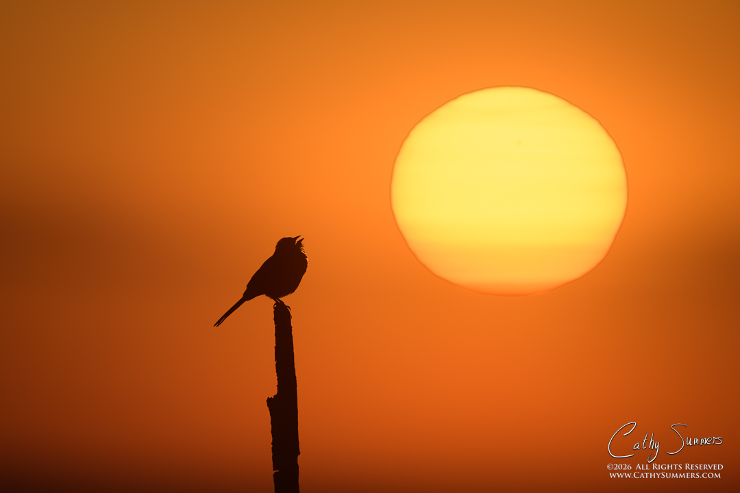 Singing to the Rising Sun