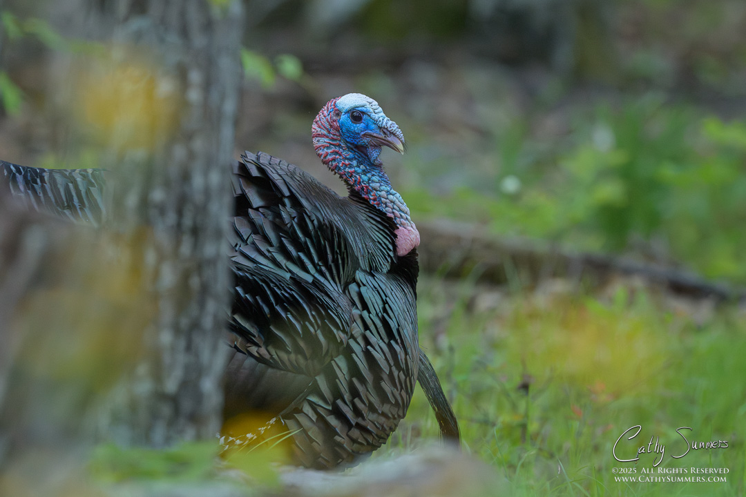 Tom Turkey in Shenandoah National Park