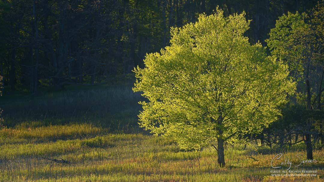 Early Morning Sunlight Through New Leaves at Big Meadows, Shenandoah National Park