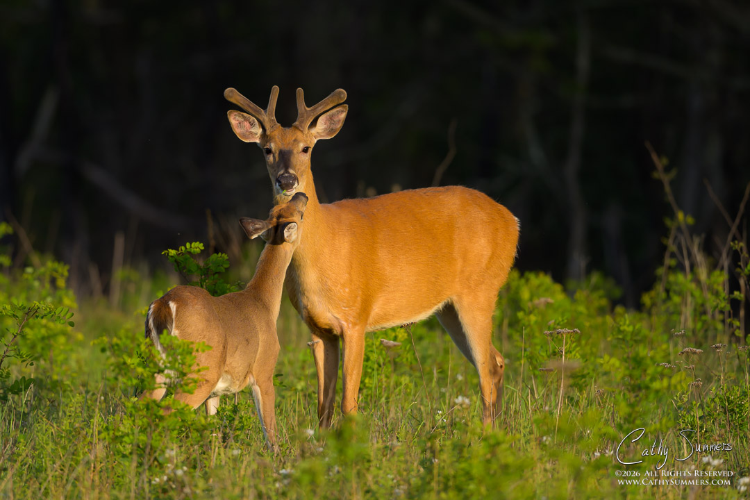White Tailed Buck and Yearling Doe in the Late Afternoon Light on a Spring Evening at Big Meadows