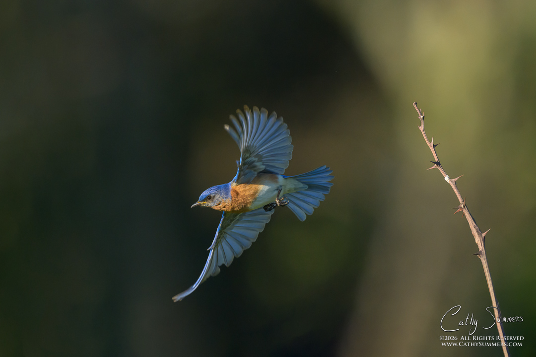 Bluebird in Flight at Big Meadows, Shenandoah National Park