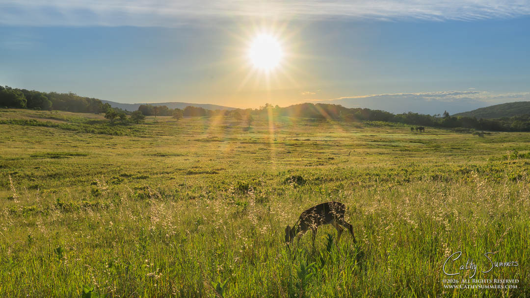 White Tailed Deer Grazing in Big meadows at Sunrise
