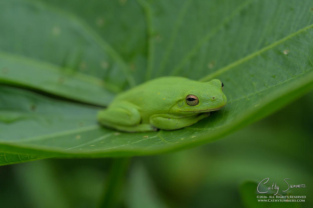 Green Tree Frog at Huntley Meadows