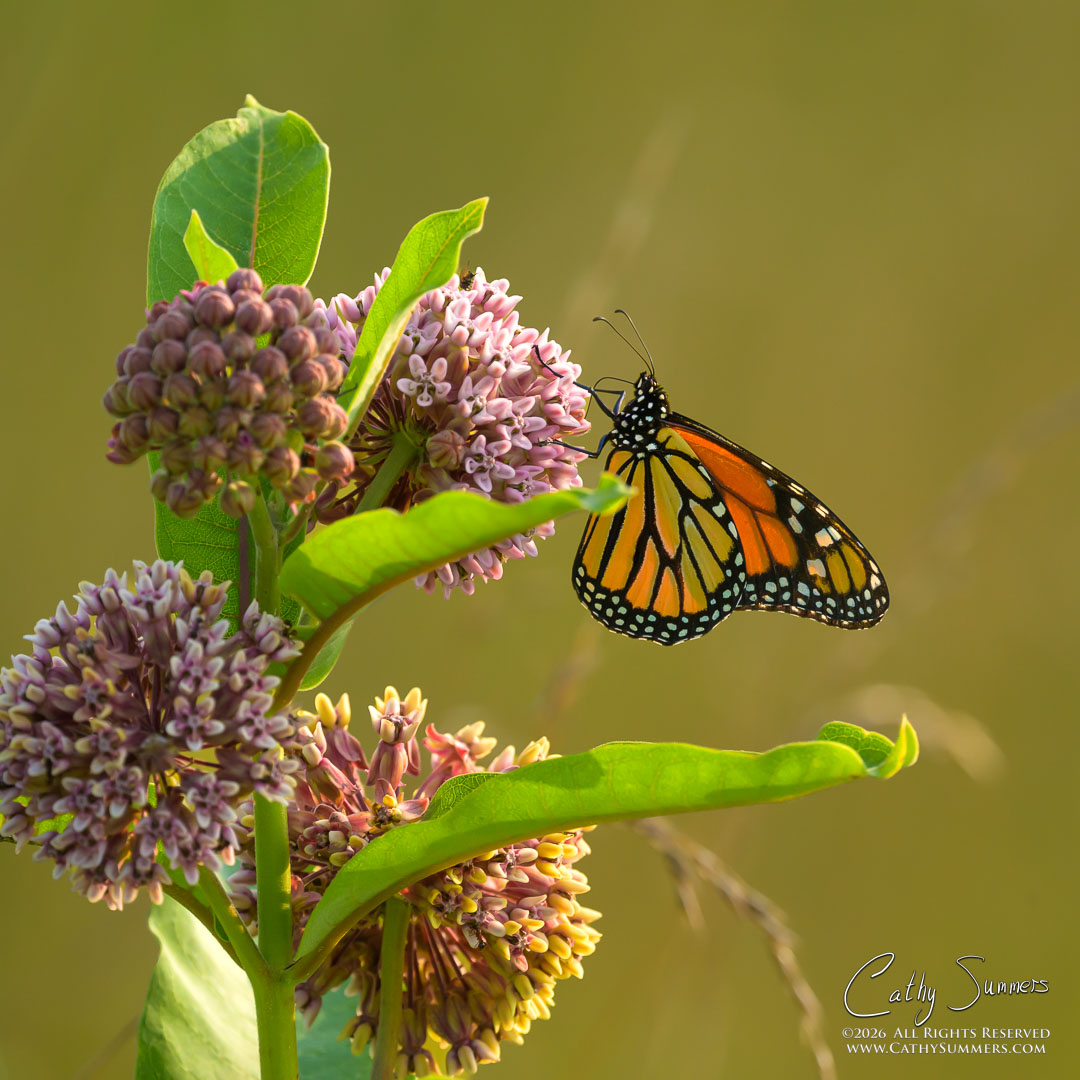 Monarch Butterfly at Big Meadows