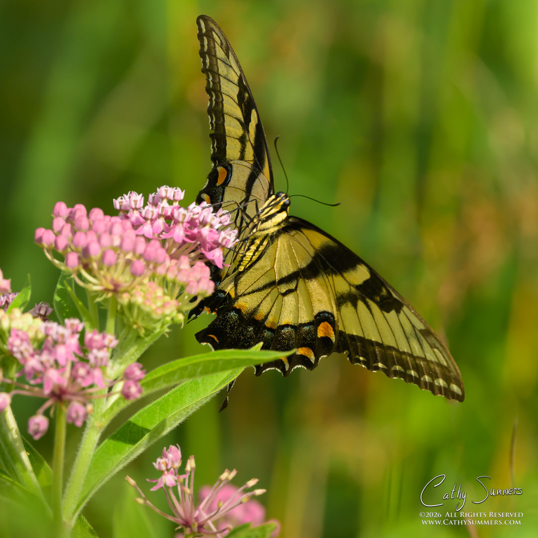 Eastern Tiger Swallowtail Butterfly at Huntley Meadows