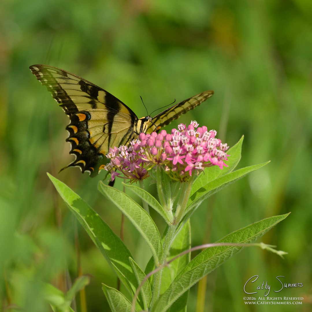 Eastern Tiger Swallowtail Butterfly at Huntley Meadows