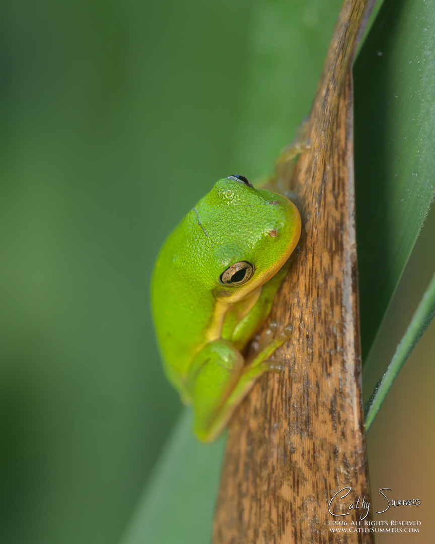 Green Tree Frog on the Cattails at Huntley Meadows
