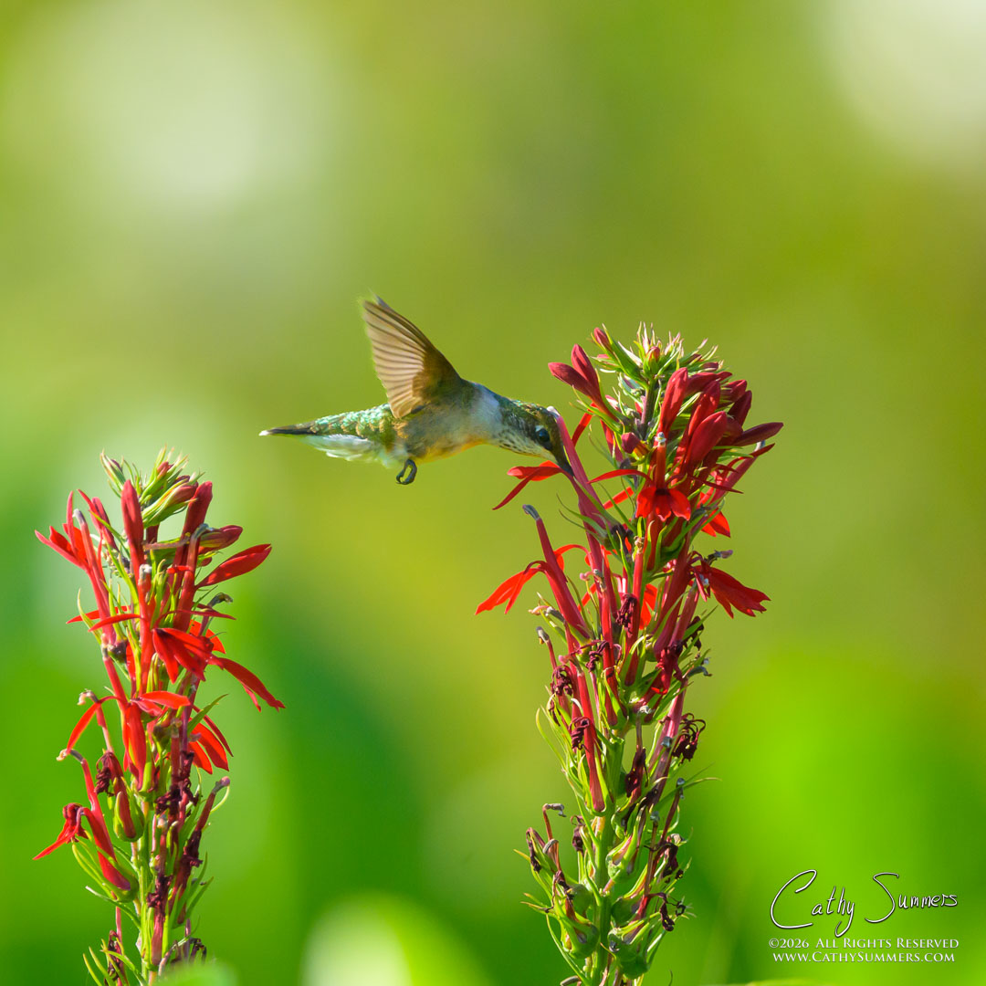 Humming Bird at Huntley Meadows