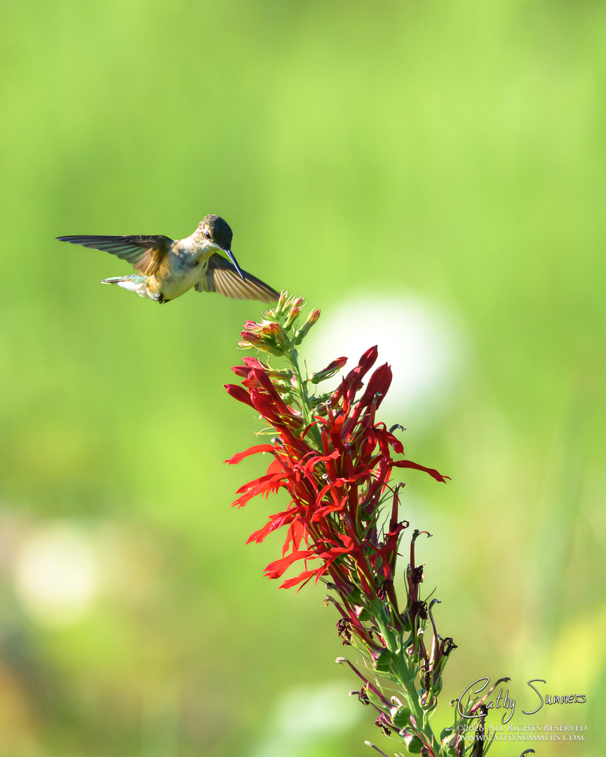 Humming Bird at Huntley Meadows