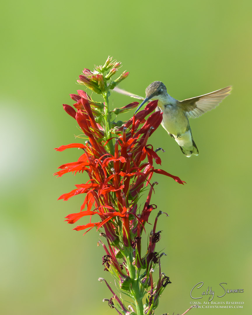 Humming Bird at Huntley Meadows
