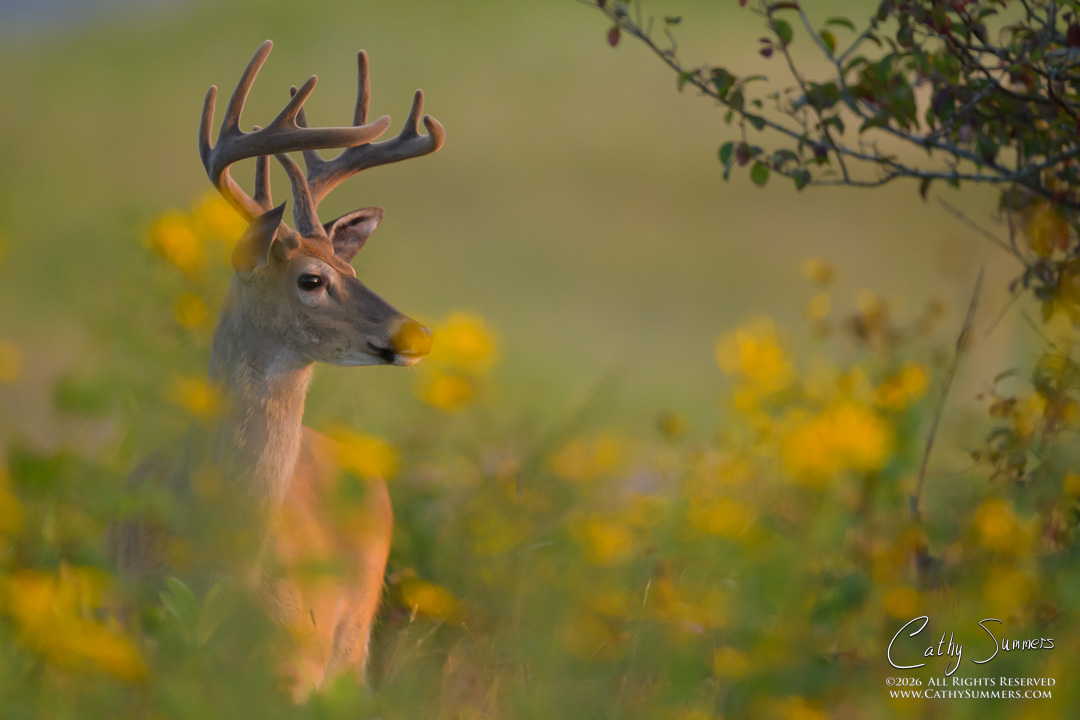 White Tailed Deer Buck in Wildflowers on a Late Summer Morning in Big Meadows