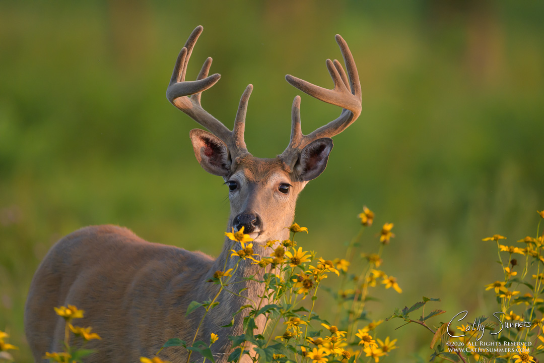 White Tailed Deer Buck in Wildflowers on a Late Summer Morning in Big Meadows