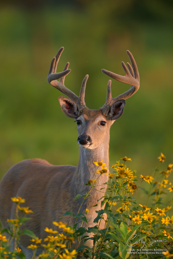White Tailed Deer Buck in Wildflowers on a Late Summer Morning in Big Meadows