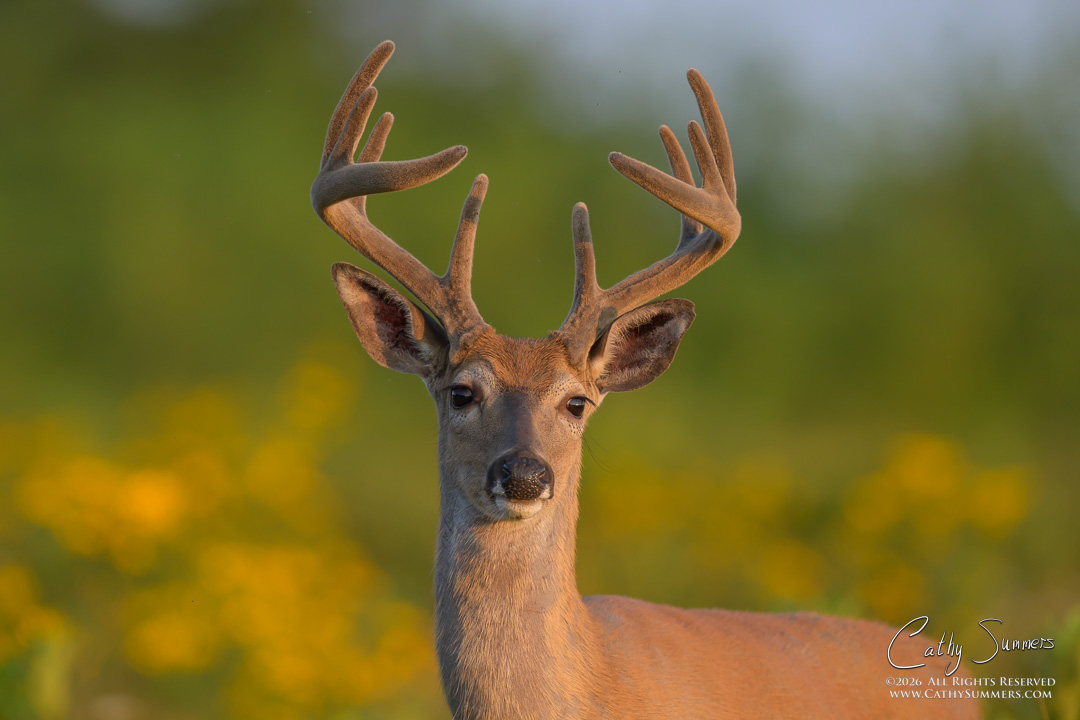 White Tailed Deer Buck in Wildflowers on a Late Summer Morning in Big Meadows