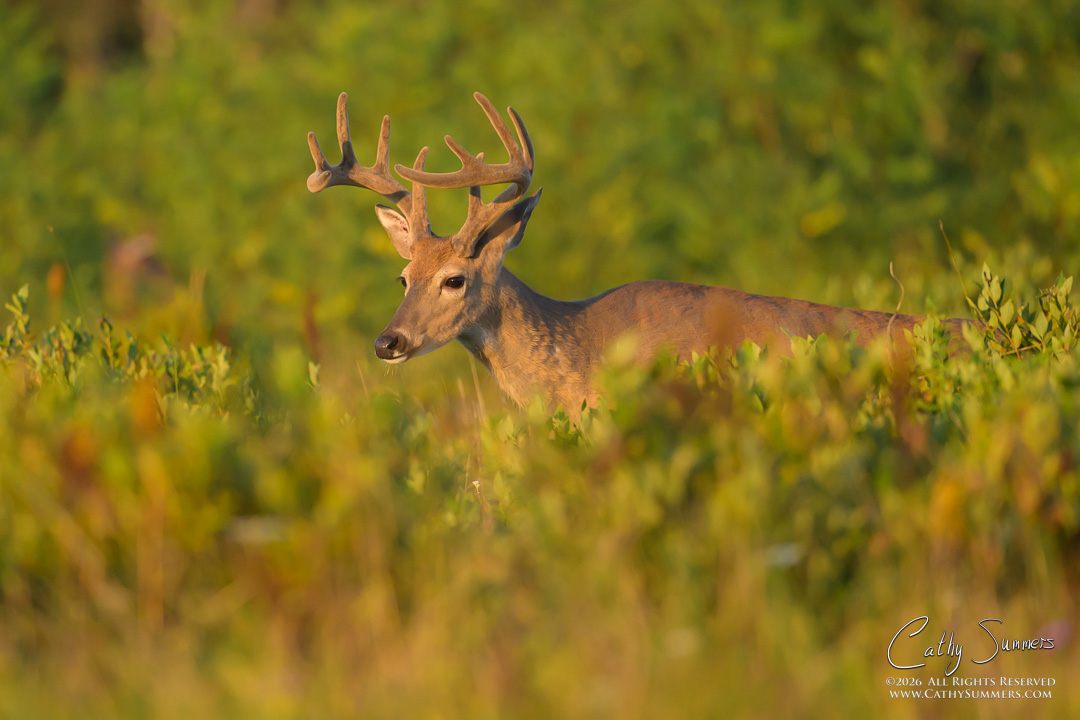 White Tailed Buck at Sunrise on a Late Summer Morning in Big Meadows, Shenandoah National Park