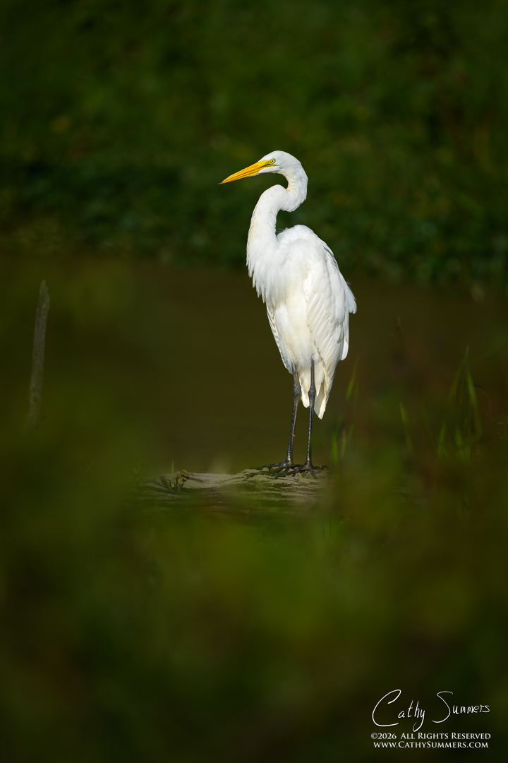 Egret at Huntley Meadows