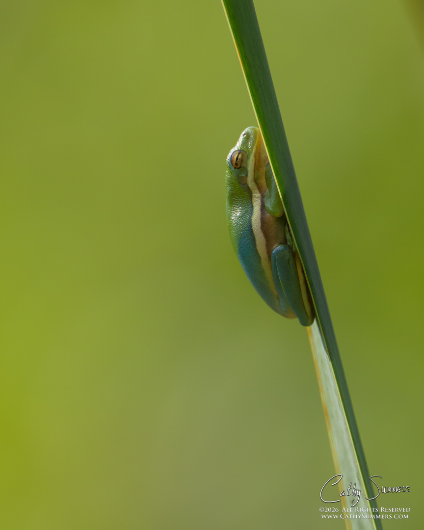 Axanthic Green Tree Frog at Huntley Meadows