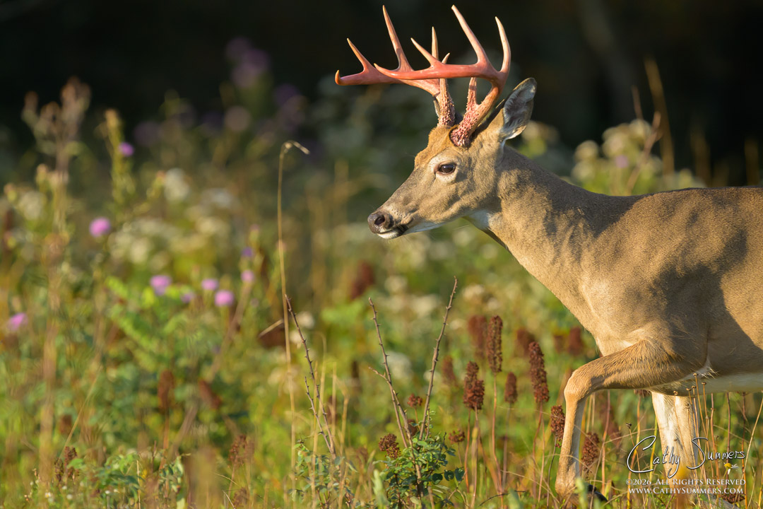 White-Tailed Buck with Antlers Freshly Free of the Velvet at Big Meadows, Shenandoah National Park